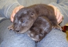 babyotters