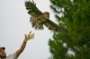 barredowlrelease
