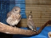 bluebirds
