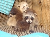 coons