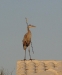 greatblueheron