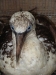 northerngannet